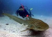 The graceful leopard sharks are amazing to encounter