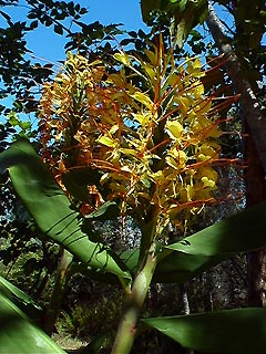 Tropical gardens around PLANULA