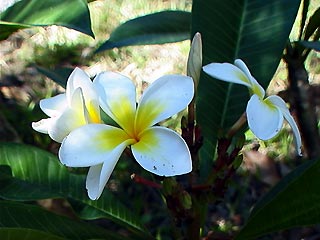 Fragrant frangipanis all around