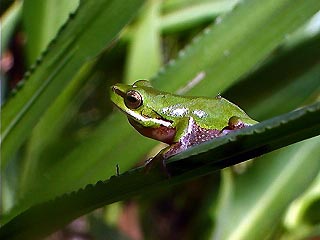 Listen to the soothing sounds of our frogs