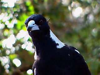 Not just magpies say hello - bird lovers will have a field day at PLANULA