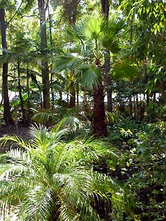 Lush tropical palms in the PLANULA gardens