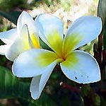 Fragrant frangipanis all around