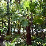 Lush tropical palms in the PLANULA gardens