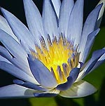 Water lilly in our pond