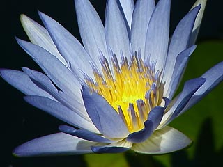 Water lilly in our pond