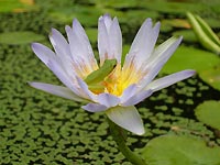 Bright water lily on our pond