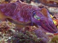 Changing colours is a cuttlefish's strength