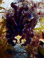 Cuttlefish displaying arms as a sign of defence