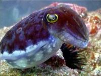 Cuttlefish are amazing animals