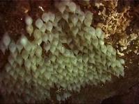 Cuttlefish eggs under a ledge