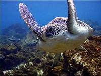 Gracefully swimming green turtle