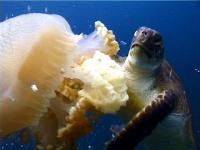 Juvenile green turtles feed on jellyfish