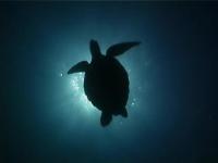 Green turtle silouette