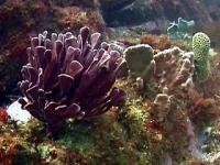 The variety of sponges at Julian Rocks