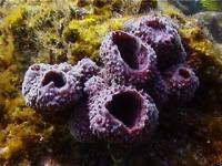 Sponge in purple