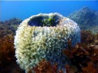 Vase sponge at Julian Rocks