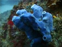 A blue sponge