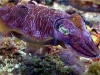 Cuttlefish (Sepia sp.)