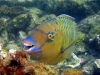 Bluebarred Parrotfish (Scarus ghobban)