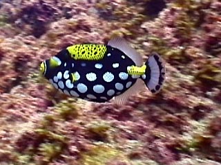 Clown Triggerfish