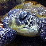 The Green Turtle (Chelonia mydas)