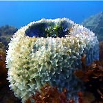 Sponges: More Than Just a Bathroom Accessory