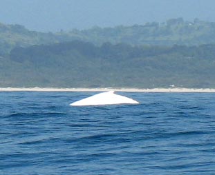 Migaloo the albino humpback whale in Byron Bay