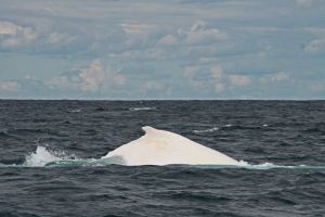 Migaloo-Whale-Watching-Byron-Bay-Australia