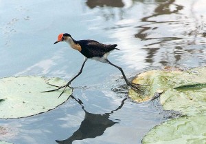 Irediparra-gallinacea