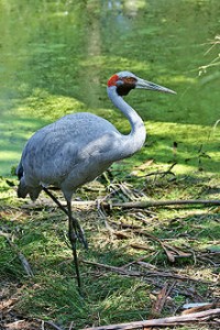 brolga-grus-rubicunda