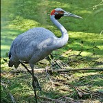 brolga-grus-rubicunda